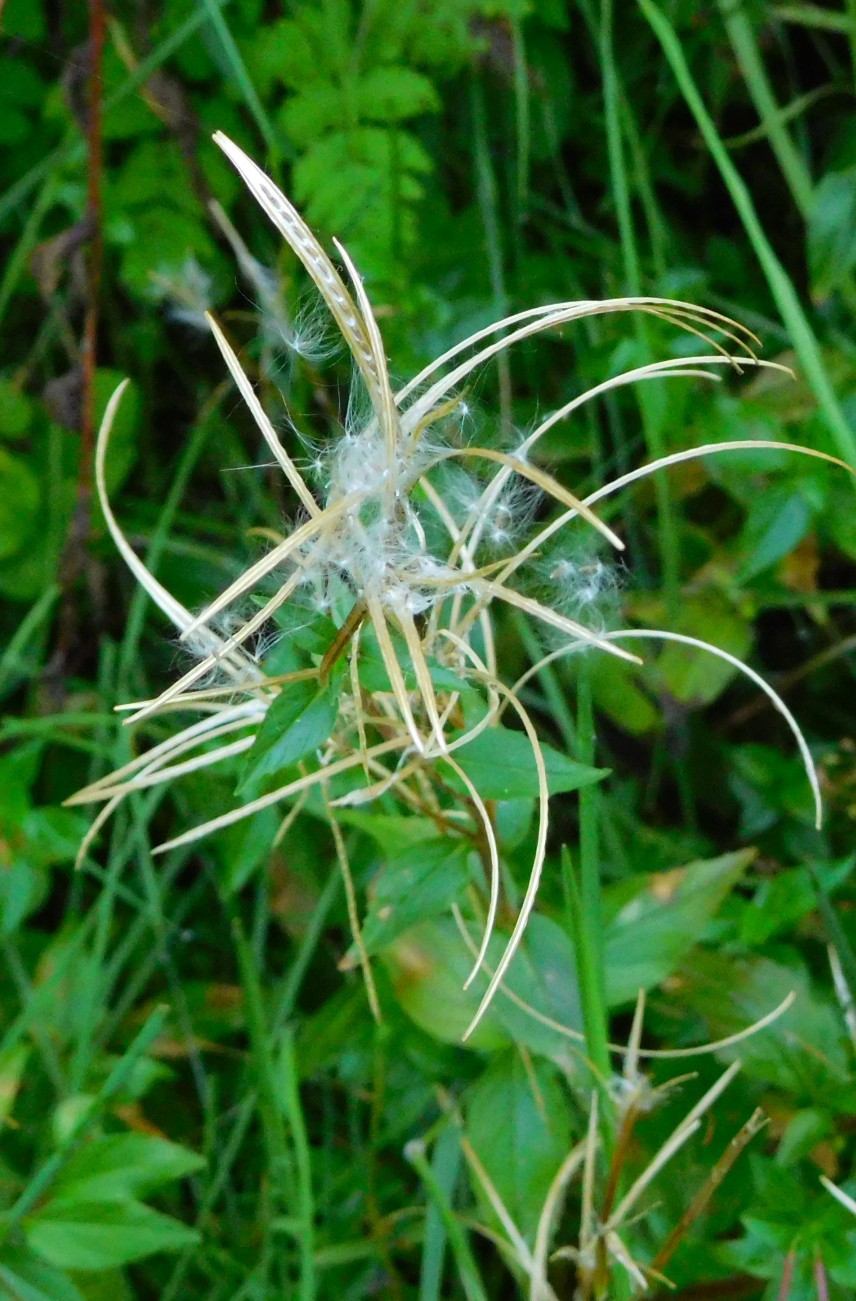 Epilobium sp. (Onagraceae)