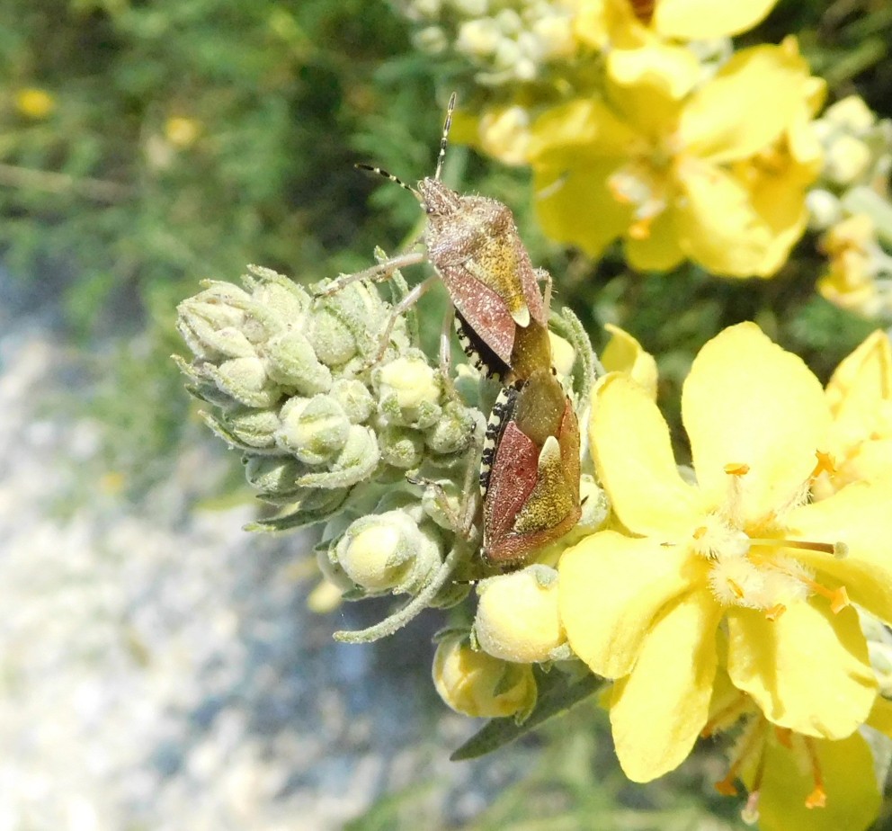 Pentatomidae: Dolycoris baccarum