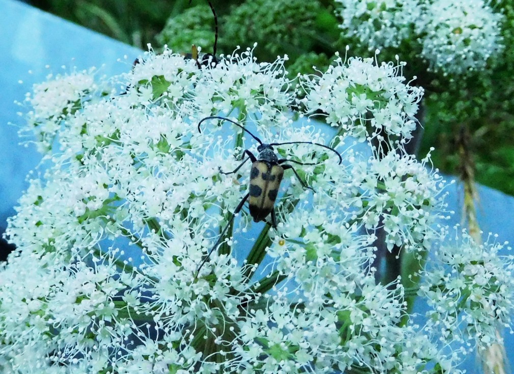 Cerambycidae: Pachytodes cerambyciformis