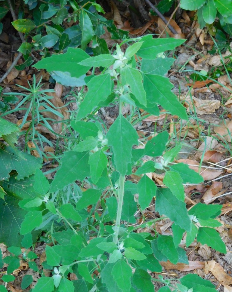 Chenopodium album / Farinello comune