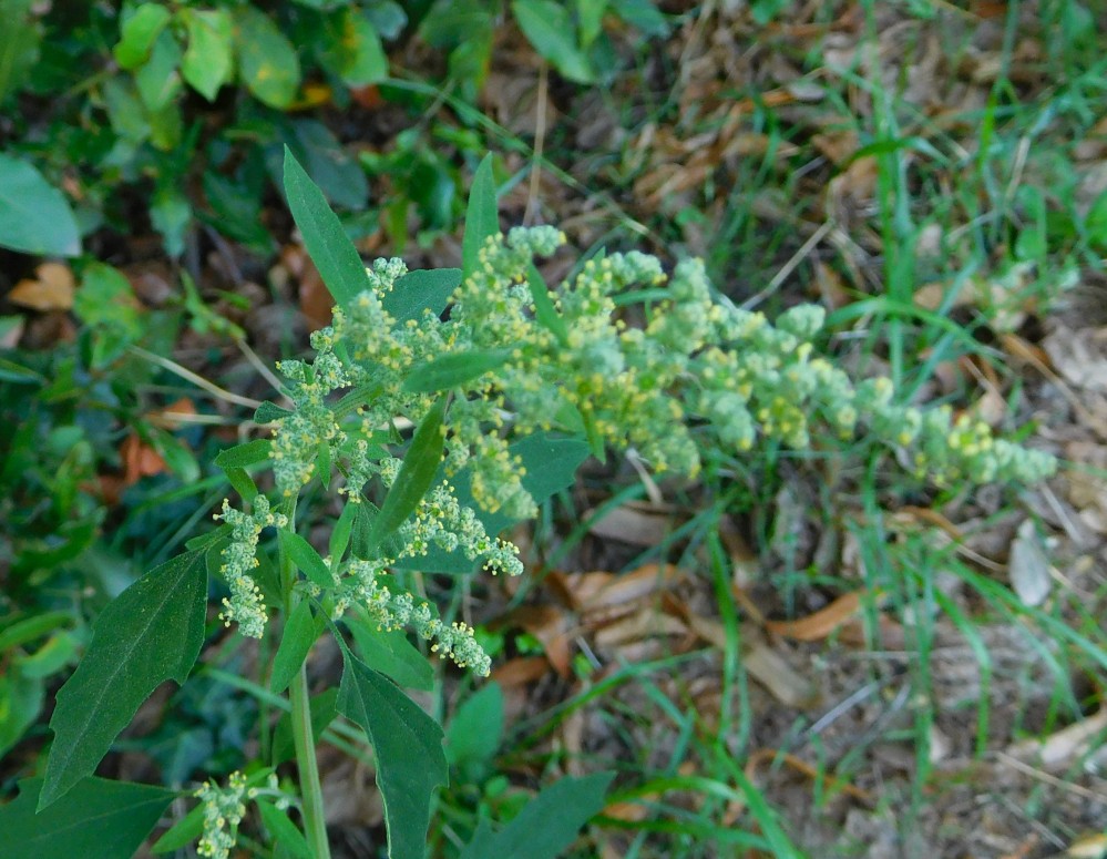 Chenopodium album / Farinello comune