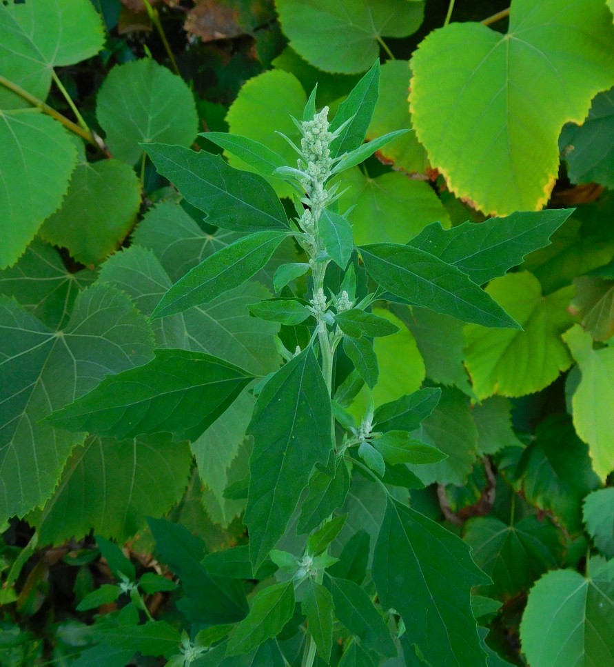 Chenopodium album / Farinello comune