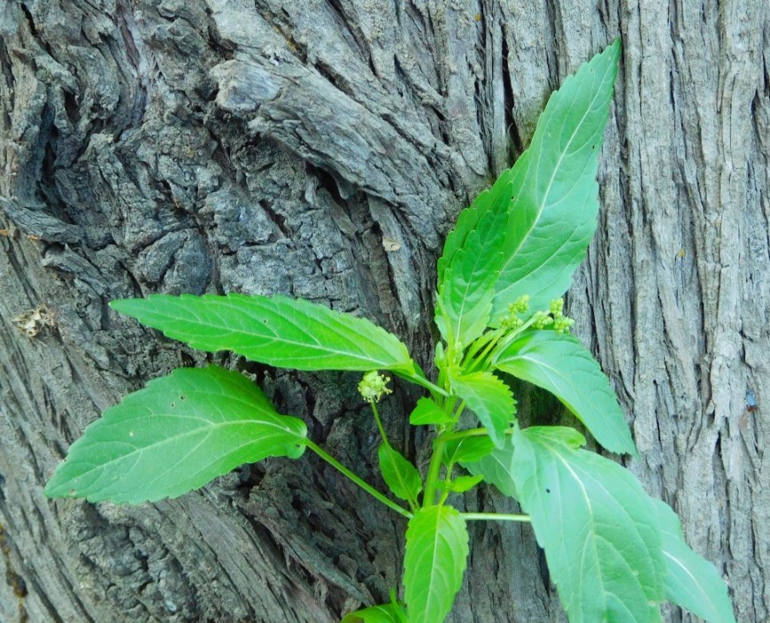 Mercurialis annua, Euphorbiaceae