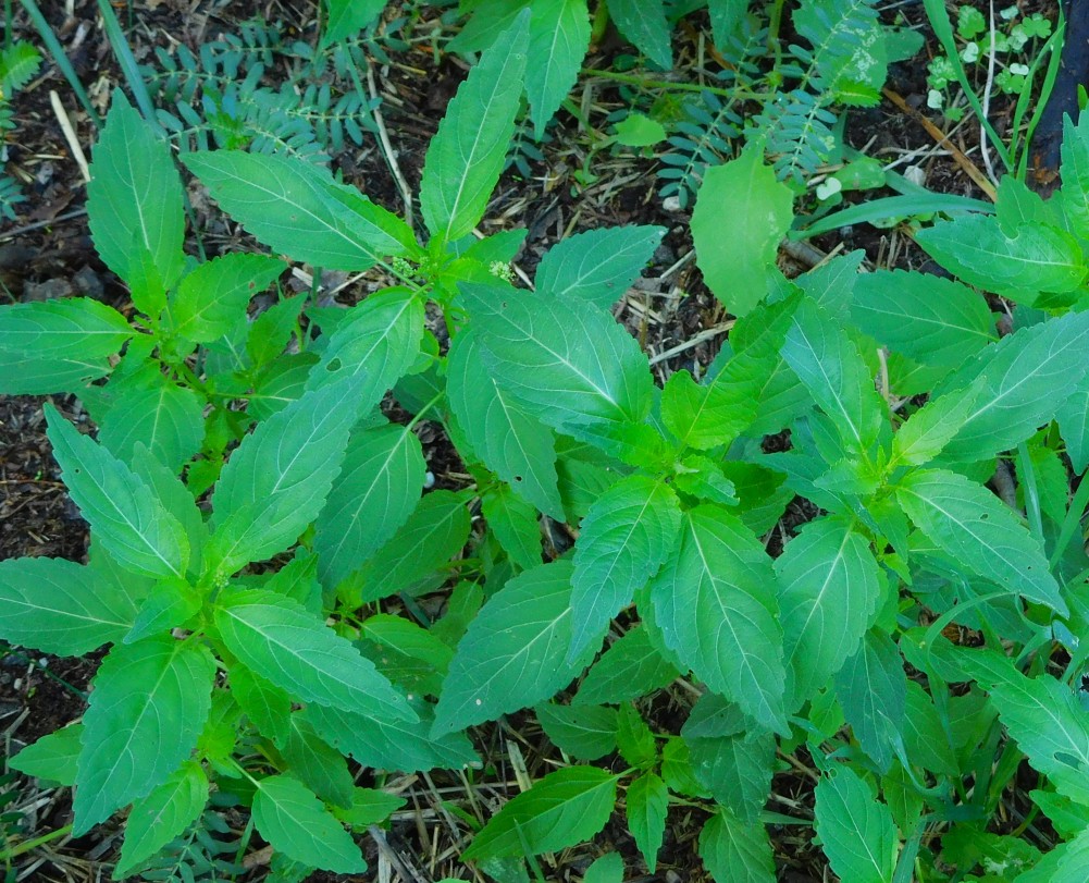 Mercurialis annua, Euphorbiaceae
