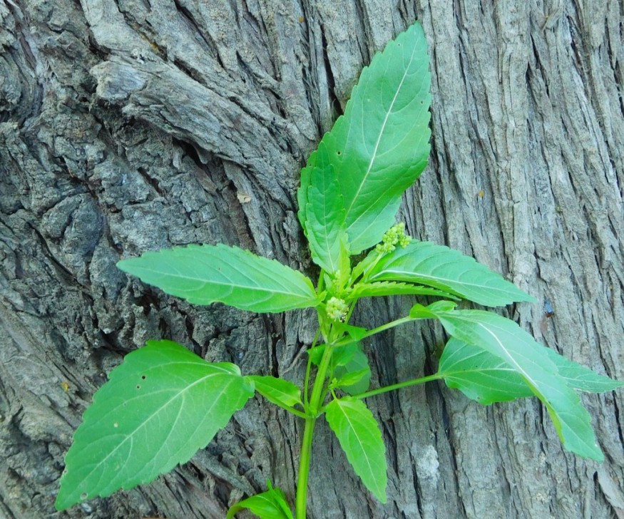 Mercurialis annua, Euphorbiaceae