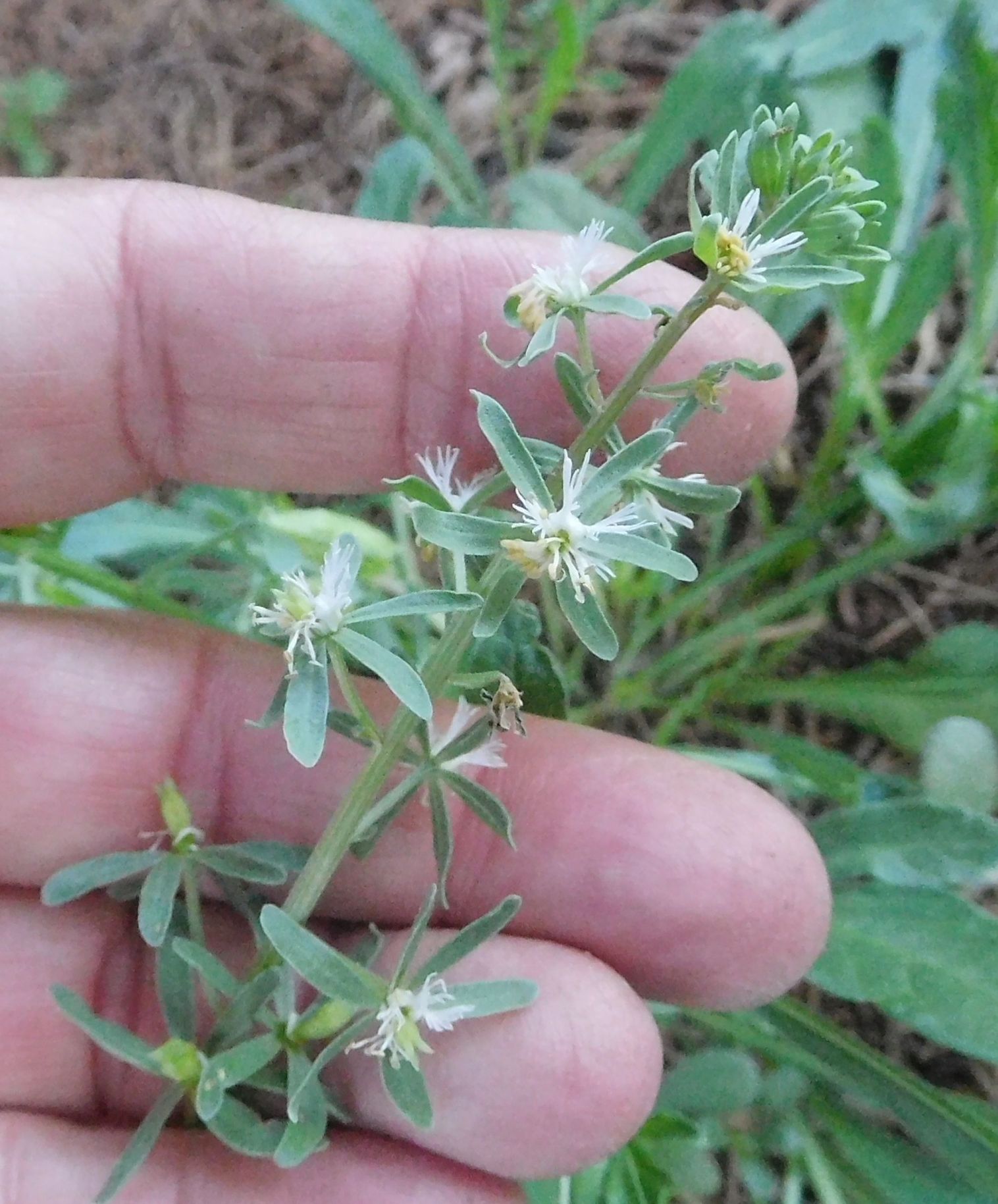 Reseda phyteuma