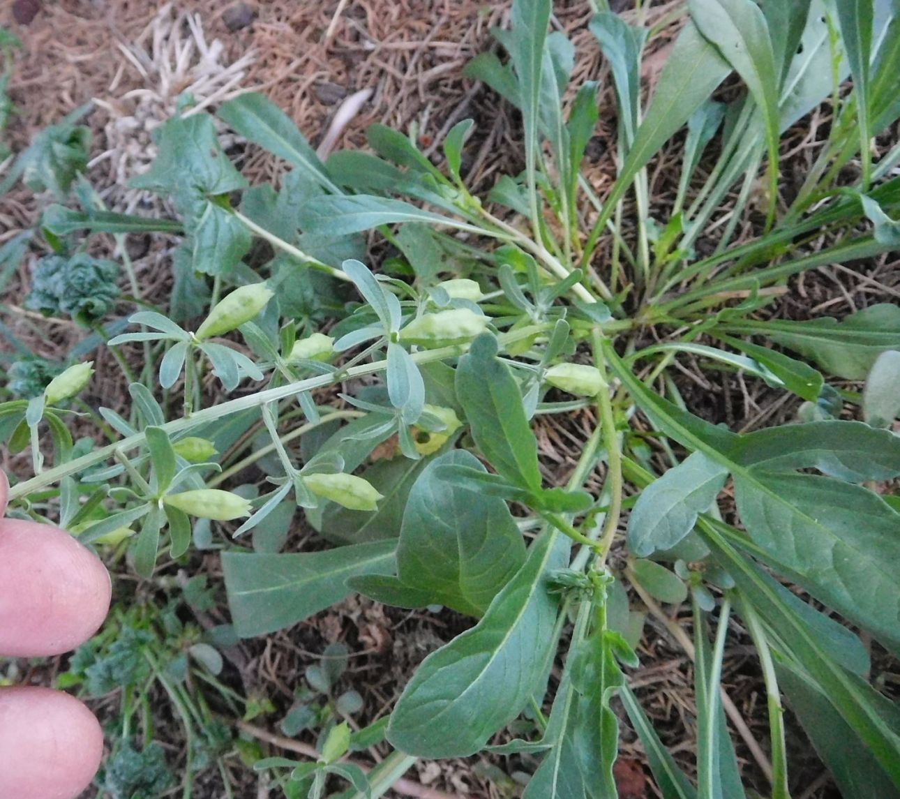 Reseda phyteuma