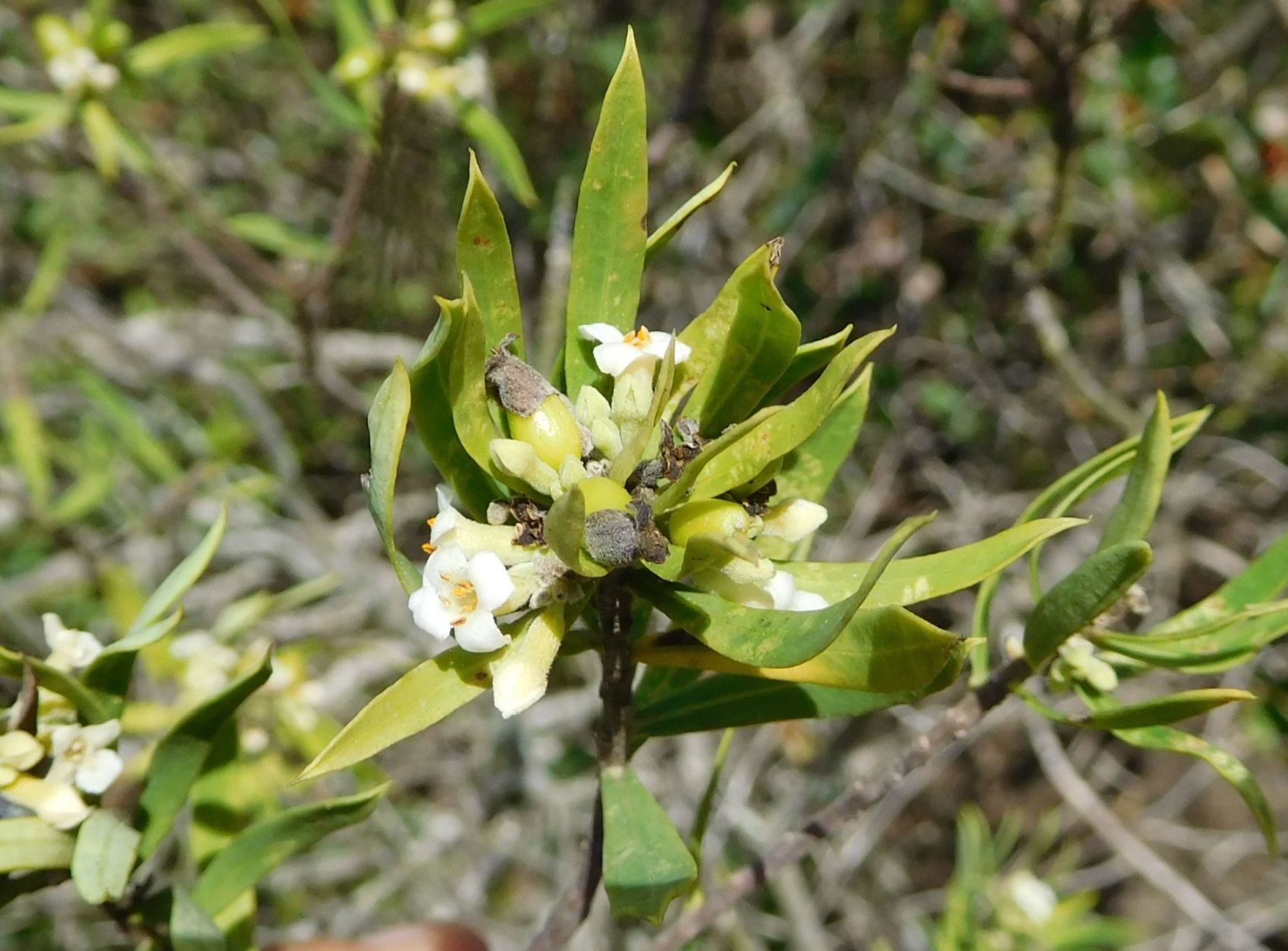 Daphne gnidium (Malvales - Thymelaeaceae)