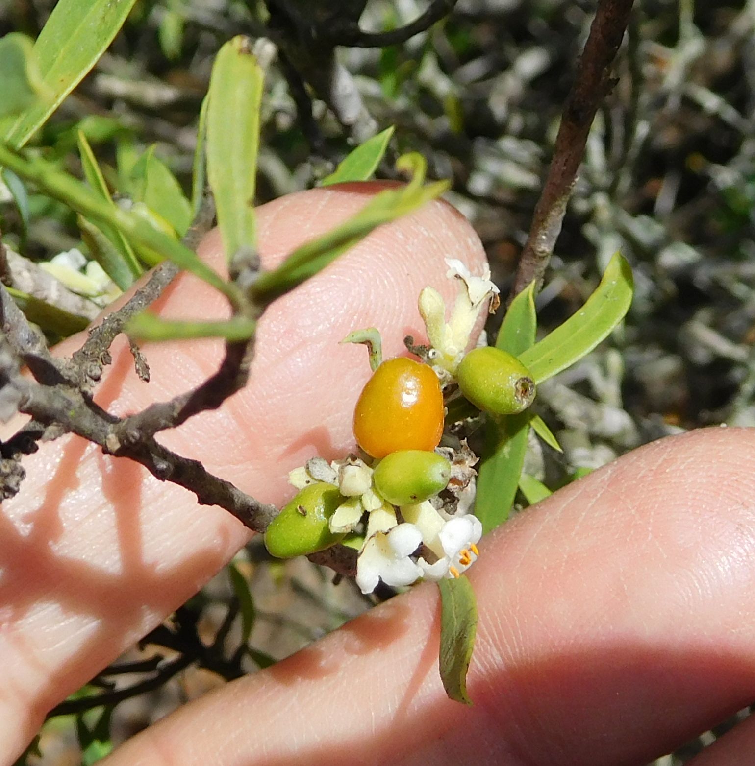 Daphne gnidium (Malvales - Thymelaeaceae)