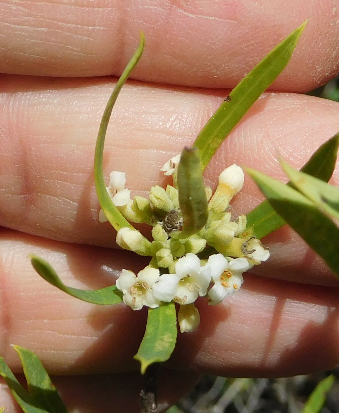 Daphne gnidium (Malvales - Thymelaeaceae)