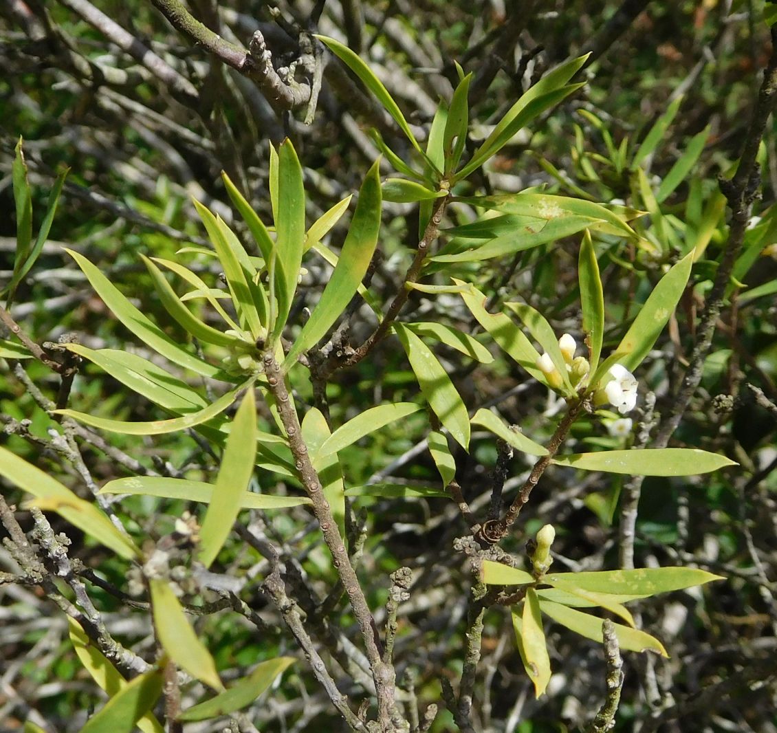Daphne gnidium (Malvales - Thymelaeaceae)