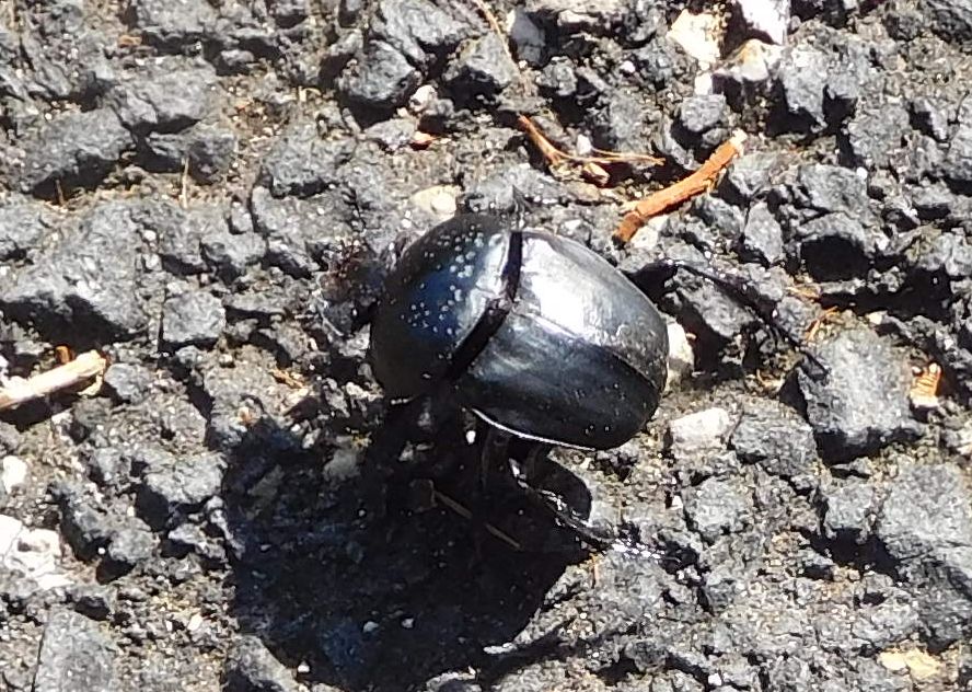 Scarabaeidae: Scarabaeus (= Ateuchetus) semipunctatus