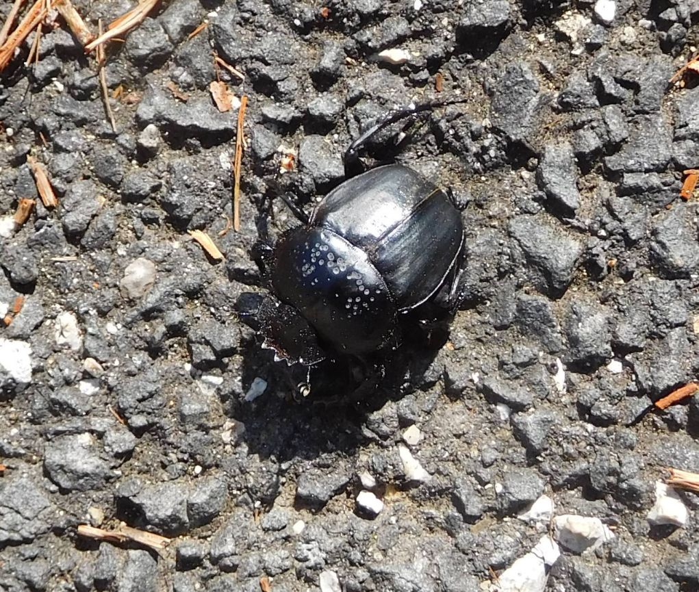 Scarabaeidae: Scarabaeus (= Ateuchetus) semipunctatus