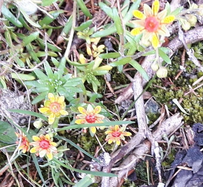 Saxifraga aizoides