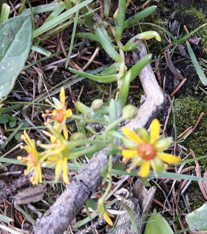 Saxifraga aizoides