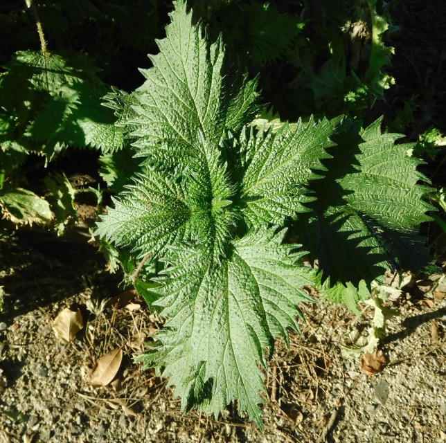 una ortica (?) particolare ....  Urtica sp. ...