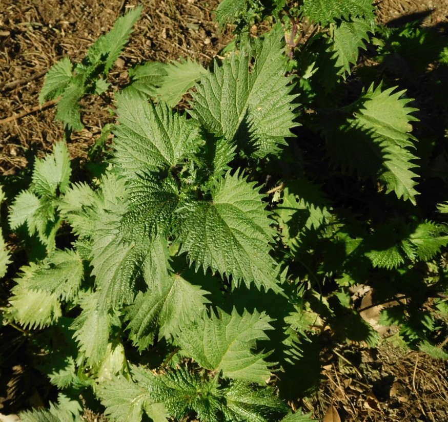 una ortica (?) particolare ....  Urtica sp. ...