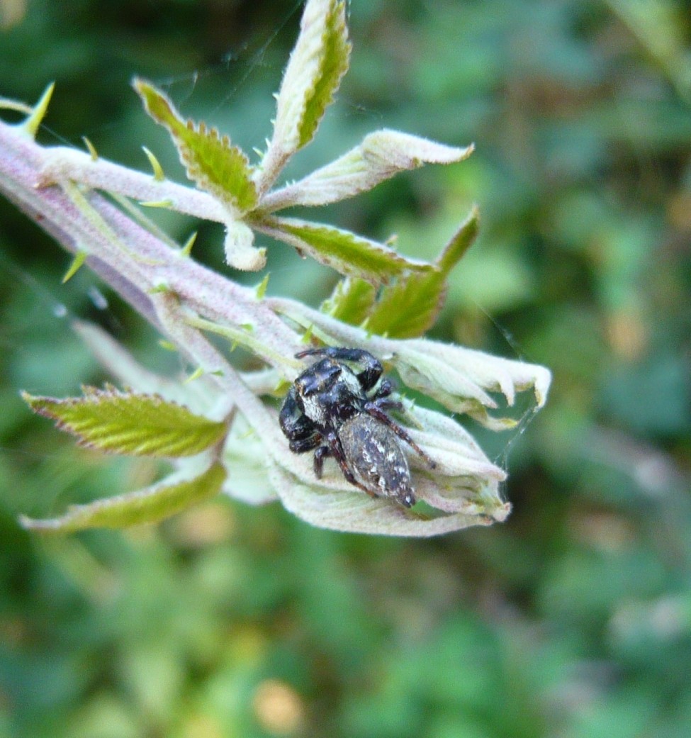 Macaroeris nidicolens, maschio - Marina di San Nicola (Ladispoli - RM)