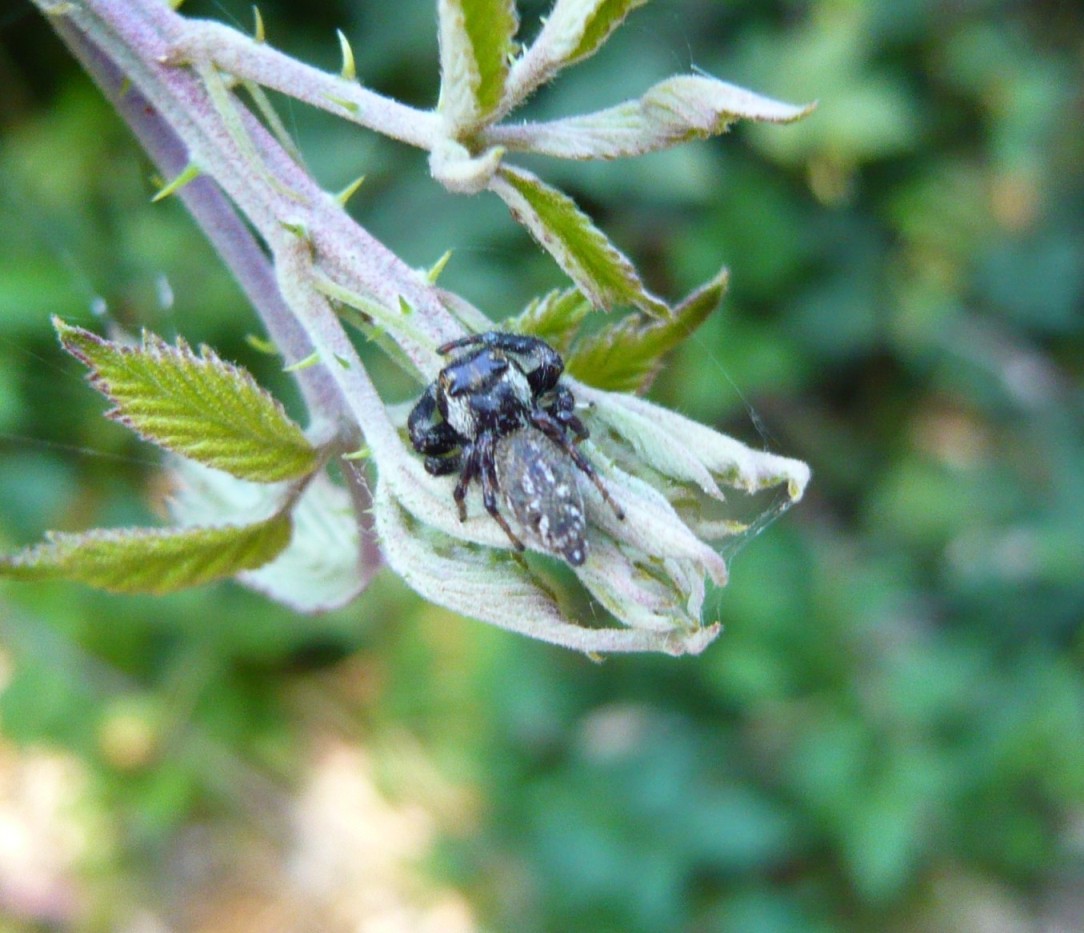 Macaroeris nidicolens, maschio - Marina di San Nicola (Ladispoli - RM)