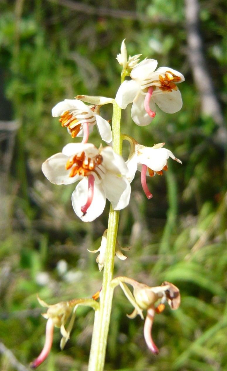 pianta da determinare 8mar19 - Pyrola  cfr. rotundifolia