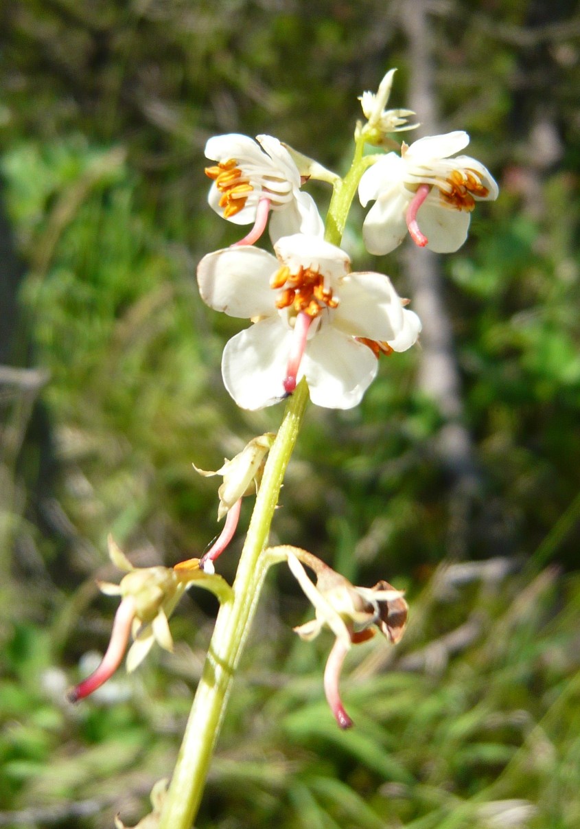 pianta da determinare 8mar19 - Pyrola  cfr. rotundifolia