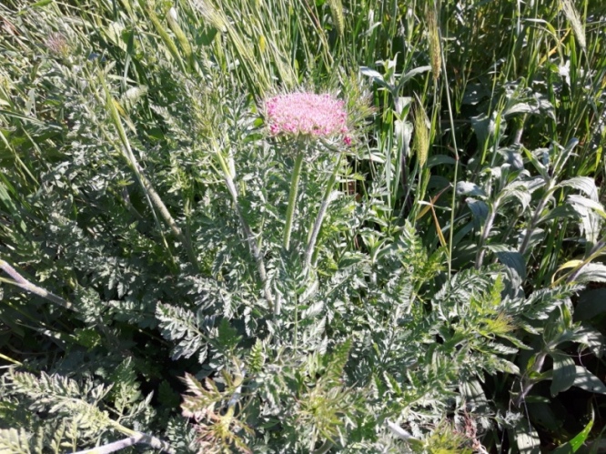 Daucus carota