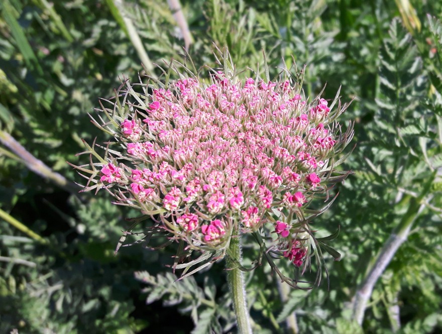 Daucus carota