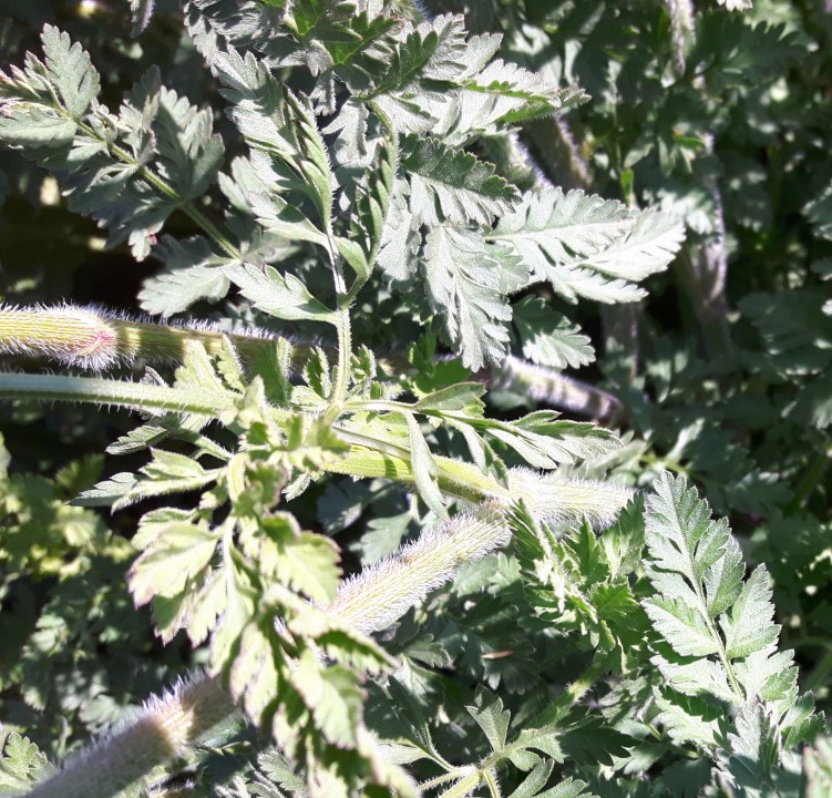 Daucus carota