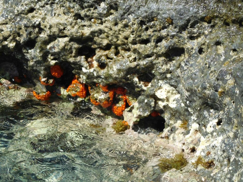 Cnidaria da Ponza: Astroides calycularis