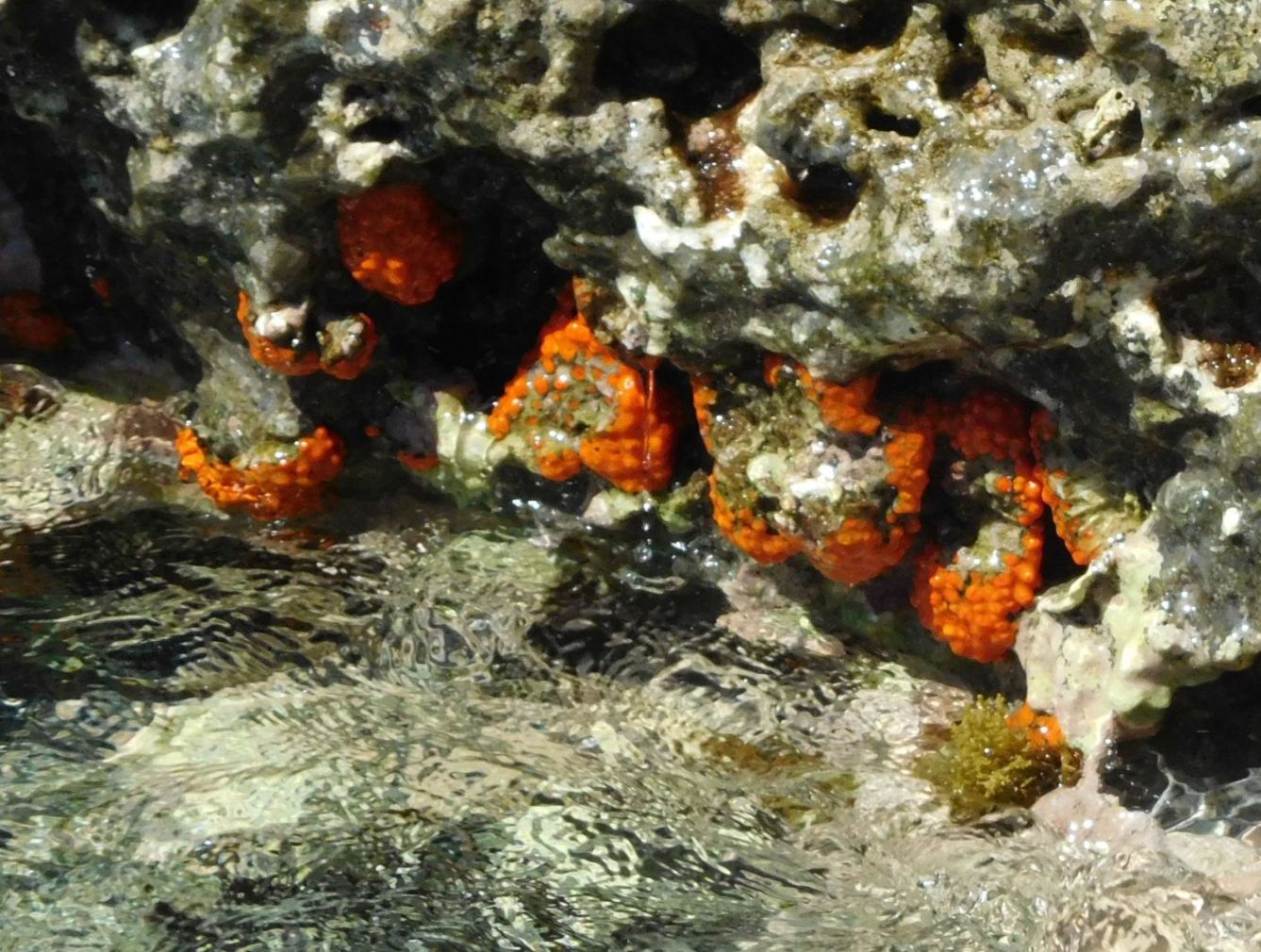 Cnidaria da Ponza: Astroides calycularis