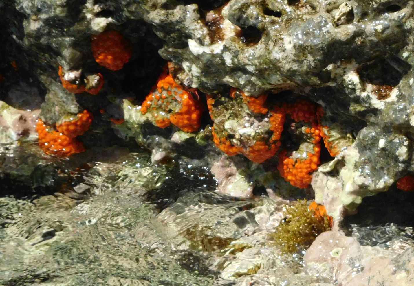 Cnidaria da Ponza: Astroides calycularis