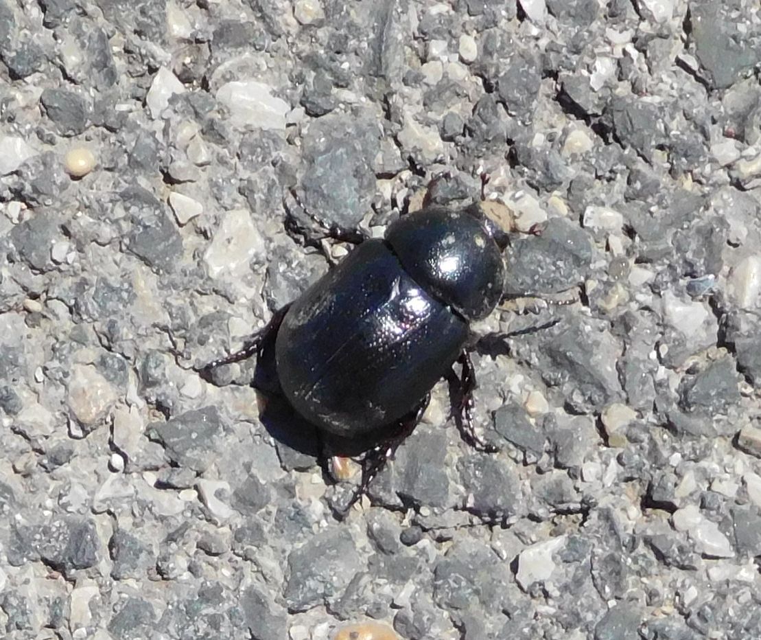 Dynastidae: Pentodon bidens punctatus