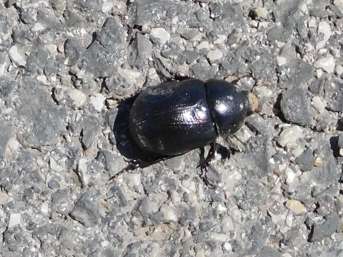 Dynastidae: Pentodon bidens punctatus