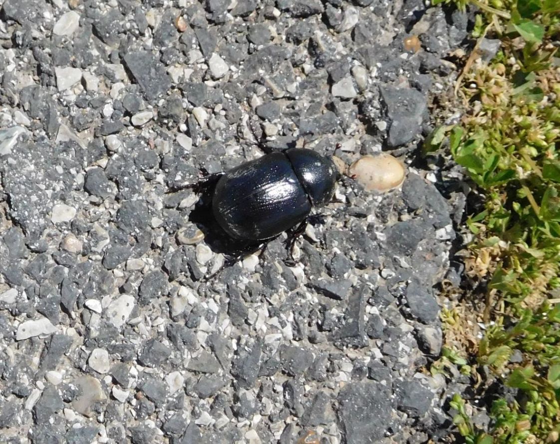 Dynastidae: Pentodon bidens punctatus