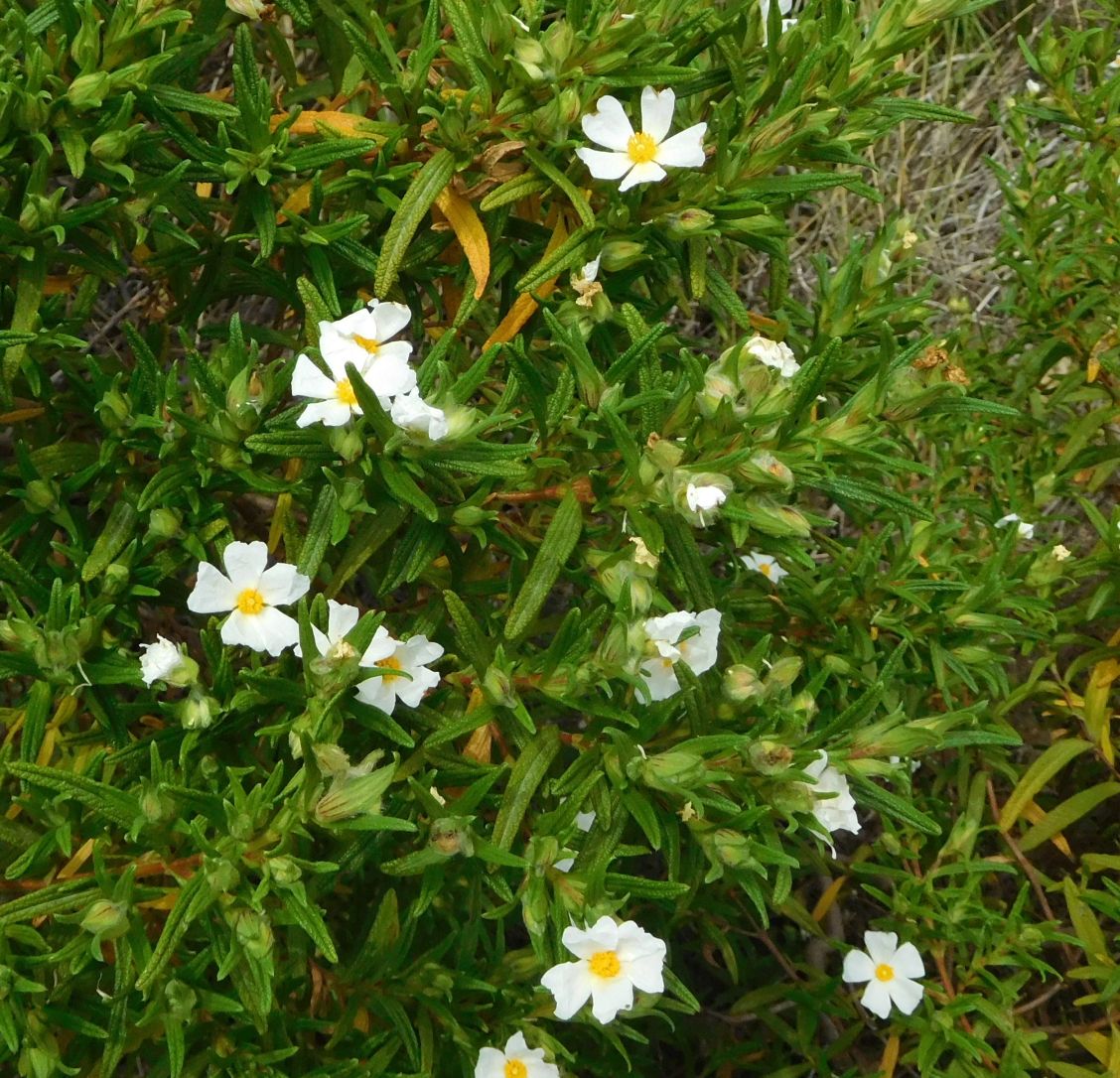 Cistus monspeliensis / Cisto di Montpellier