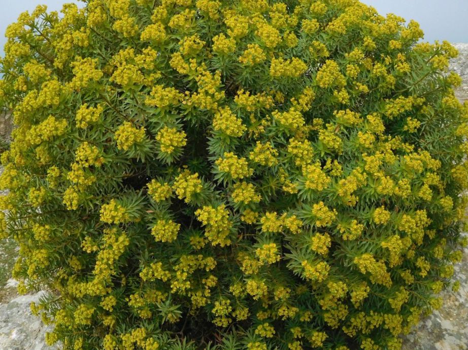 Euphorbia dendroides