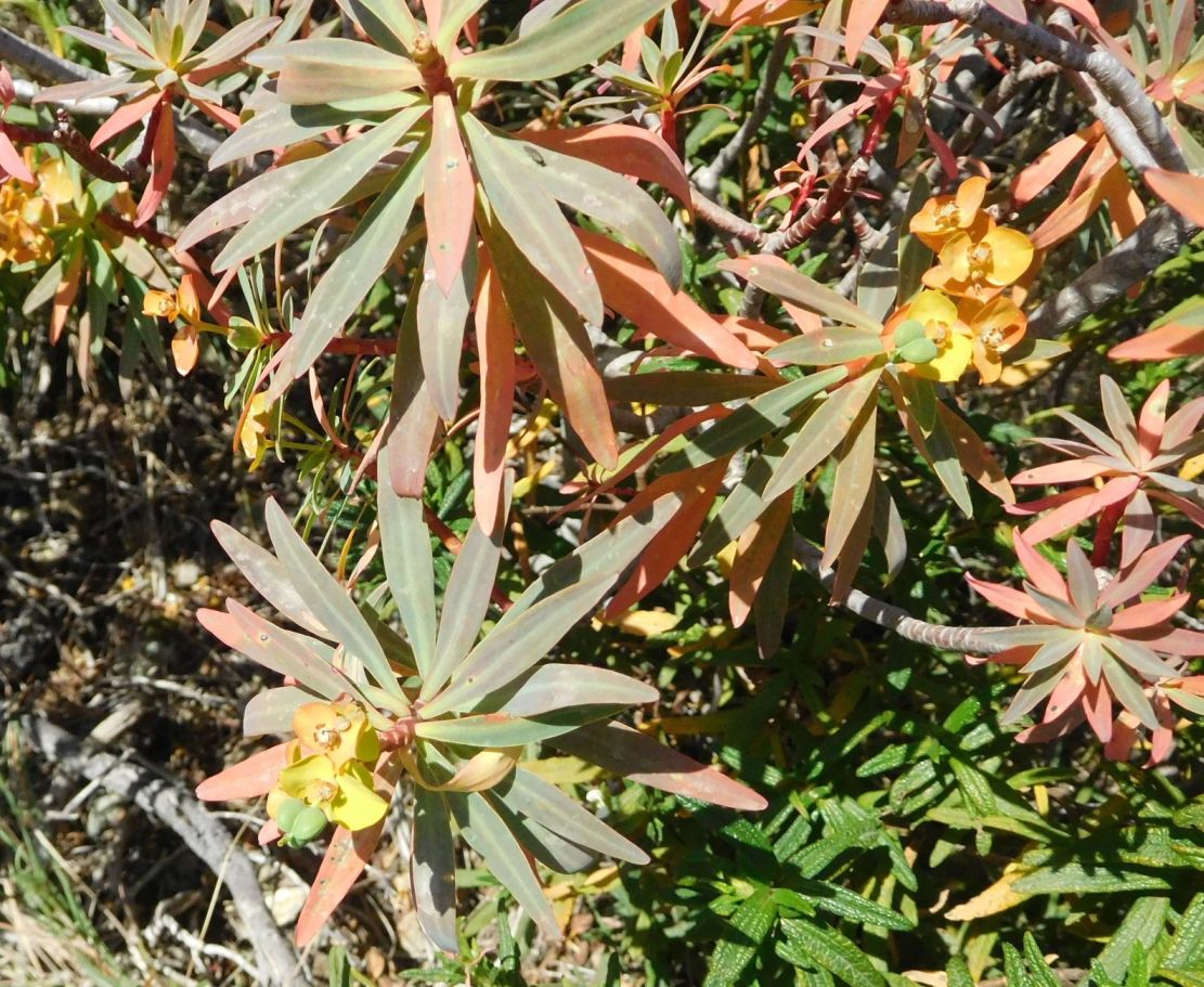Euphorbia dendroides