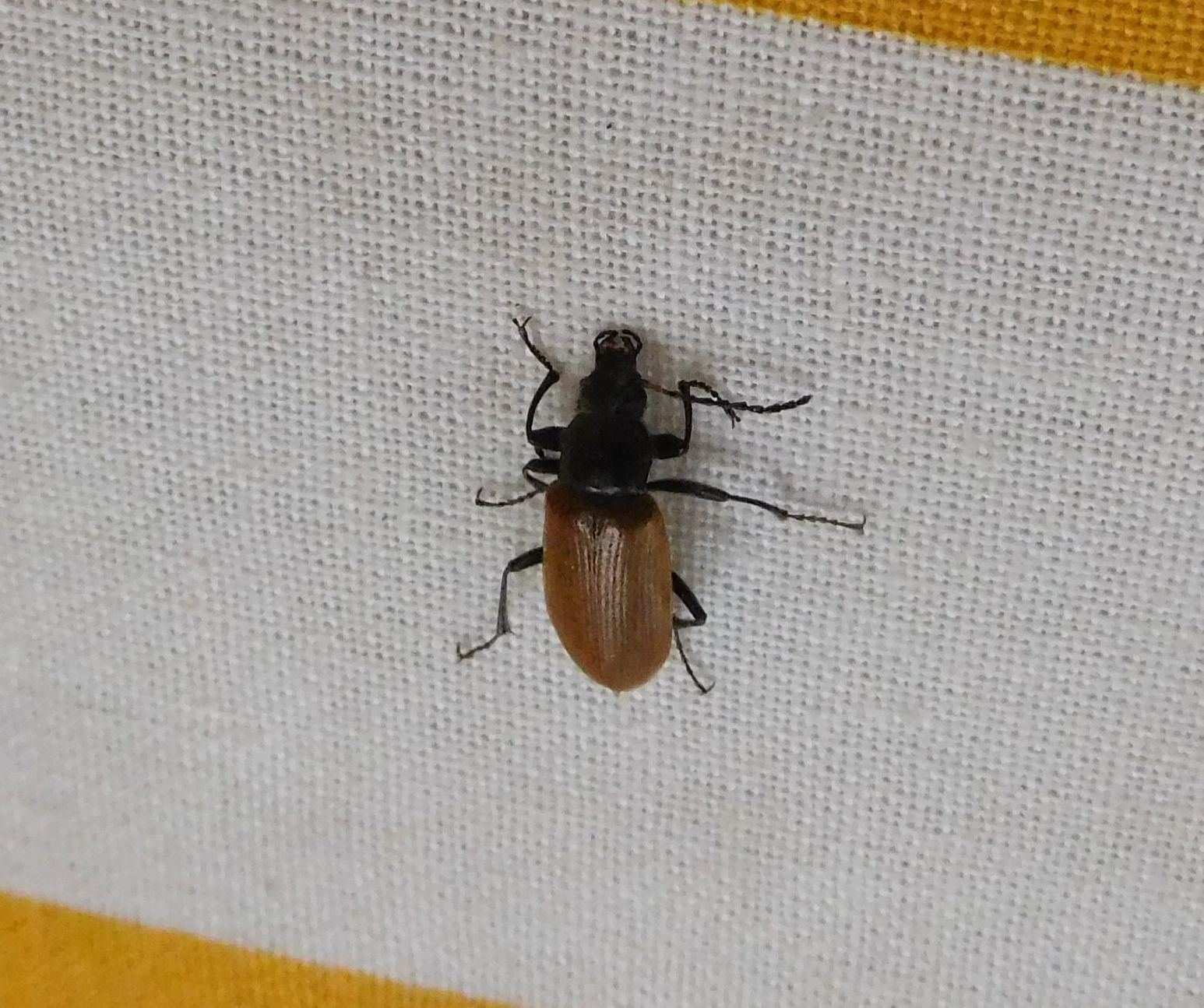 Tenebrionidae Alleculinae: Megischia curvipes, maschio