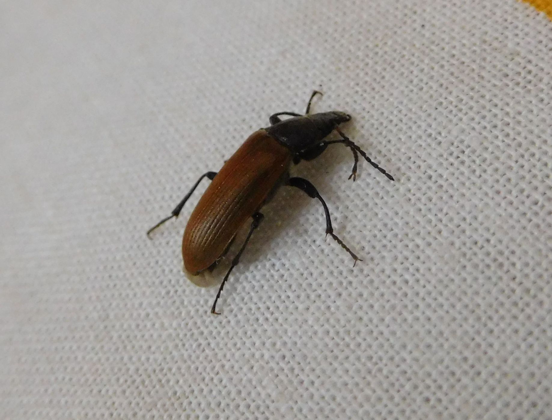 Tenebrionidae Alleculinae: Megischia curvipes, maschio