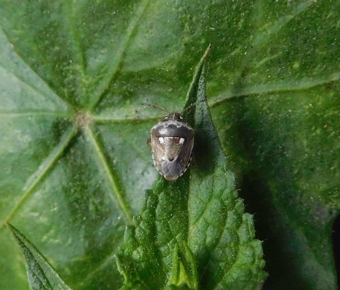 Pentatomidae: Stagonomus bipunctatus