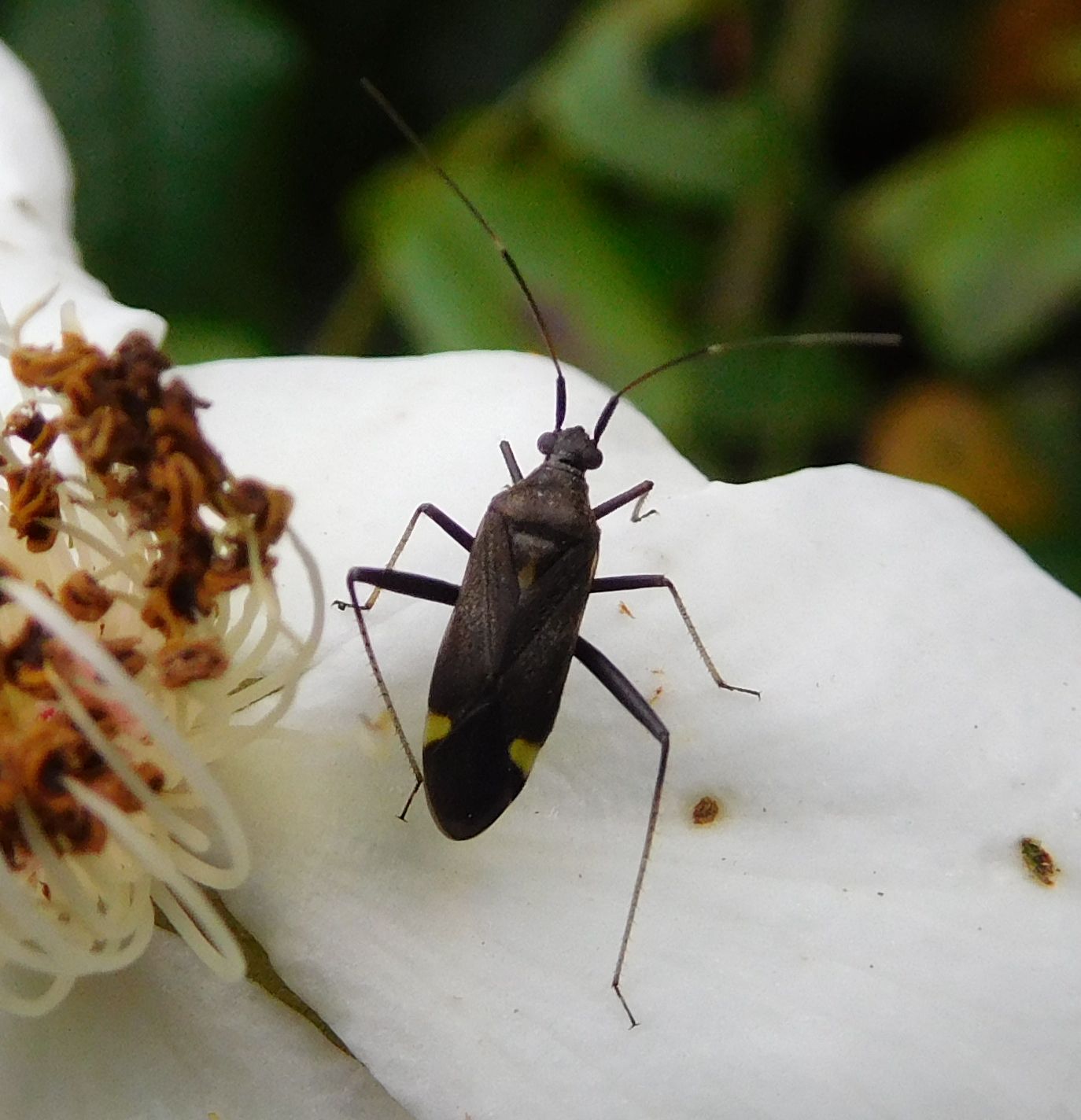 Miridae: Closterotomus ventralis