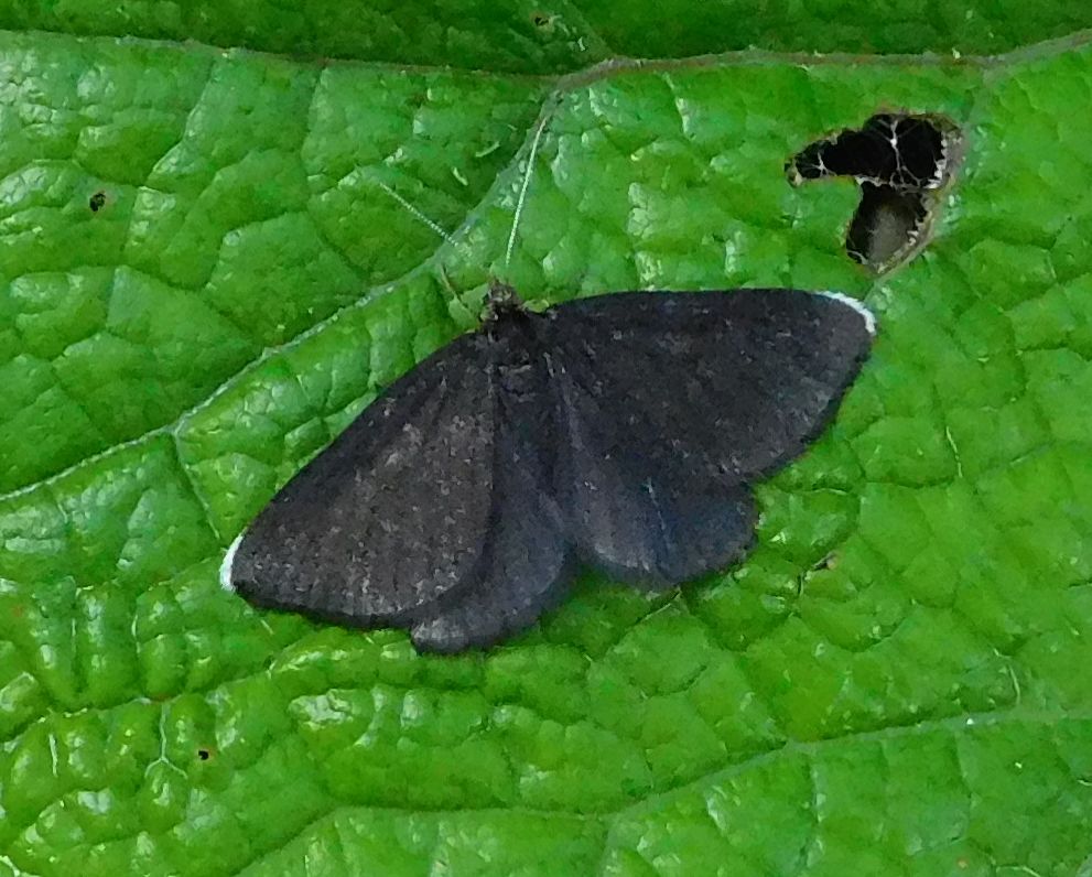 Odezia atrata, Geometridae