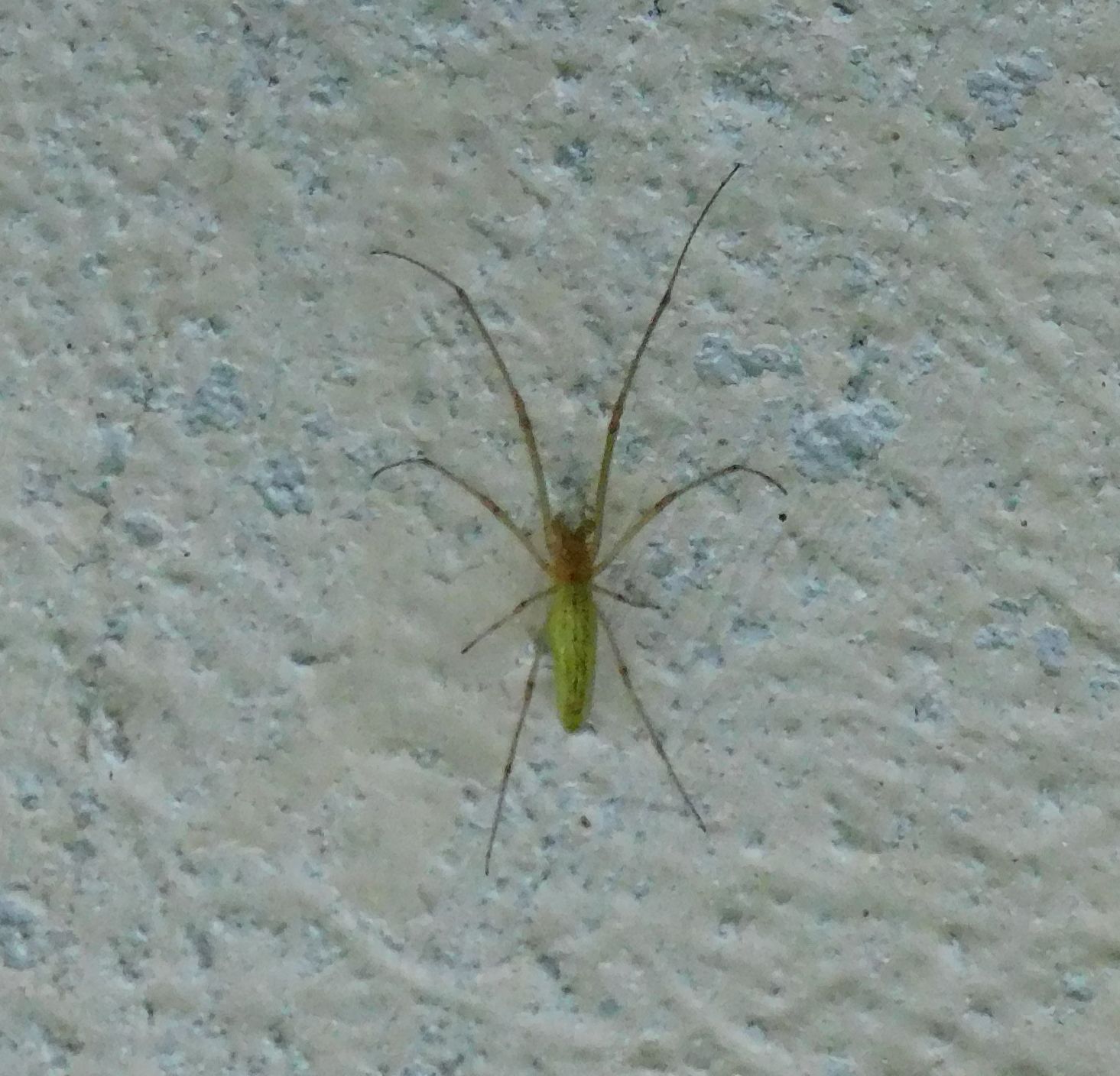 Tetragnatha sp. - Val di Vizze (Vipiteno - BZ)