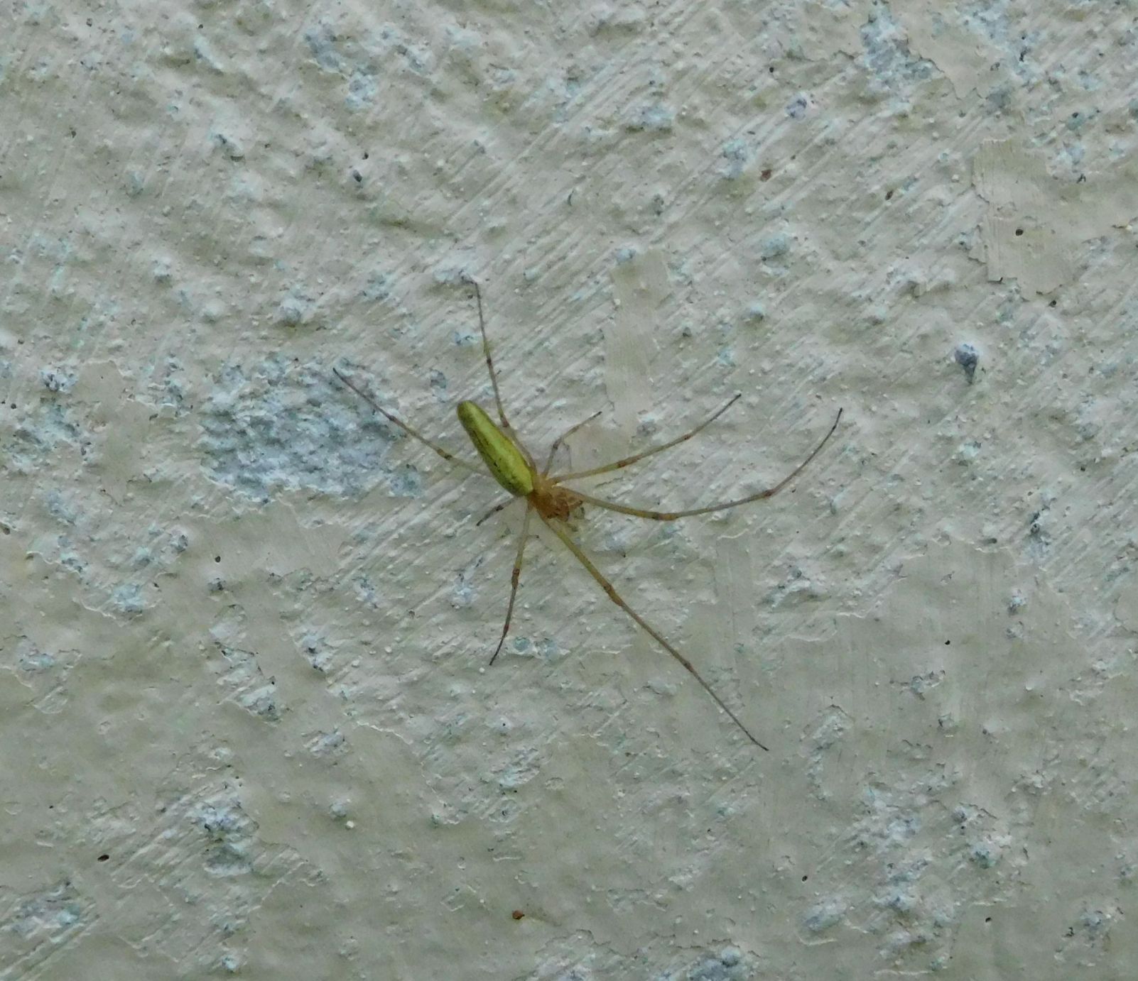 Tetragnatha sp. - Val di Vizze (Vipiteno - BZ)