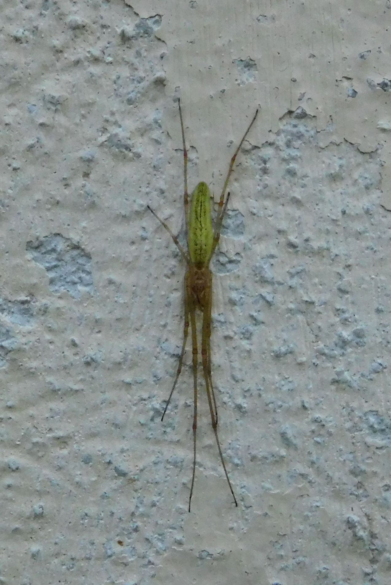 Tetragnatha sp. - Val di Vizze (Vipiteno - BZ)