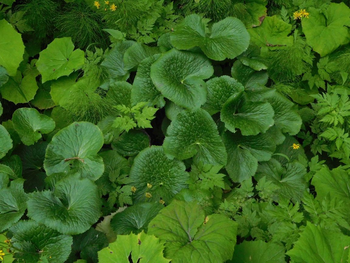 Petasites sp. (Asteraceae) e Caltha palustris (Ranunculaceae)