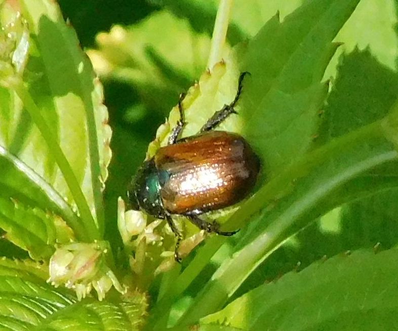 Phyllopertha horticola (Rutelidae)