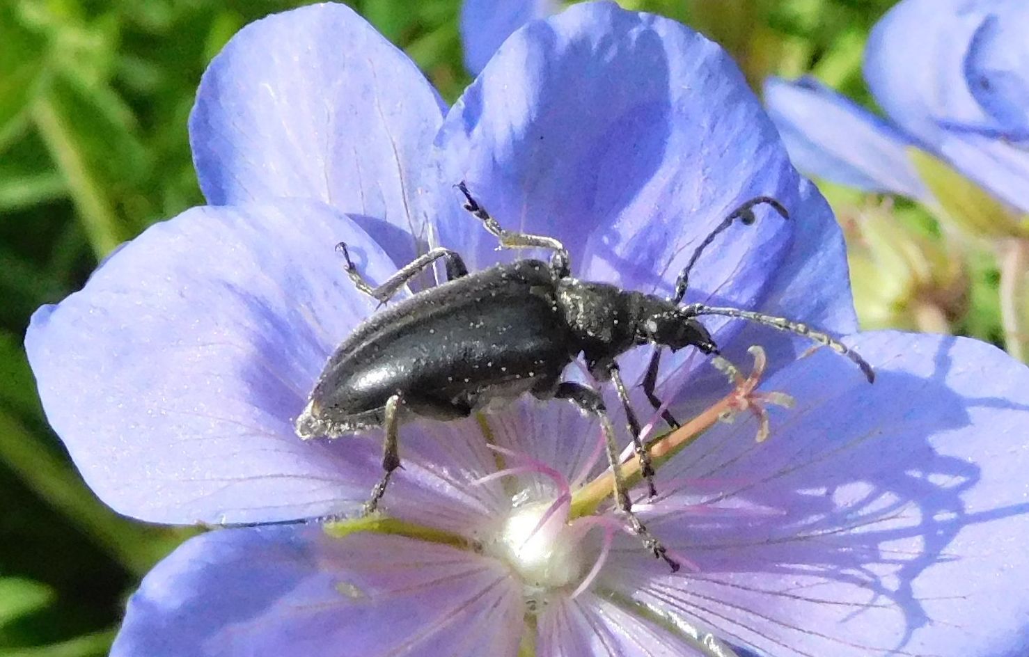 Cerambycidae: Brachyta (ex Evodinus) interrogationis, femmina