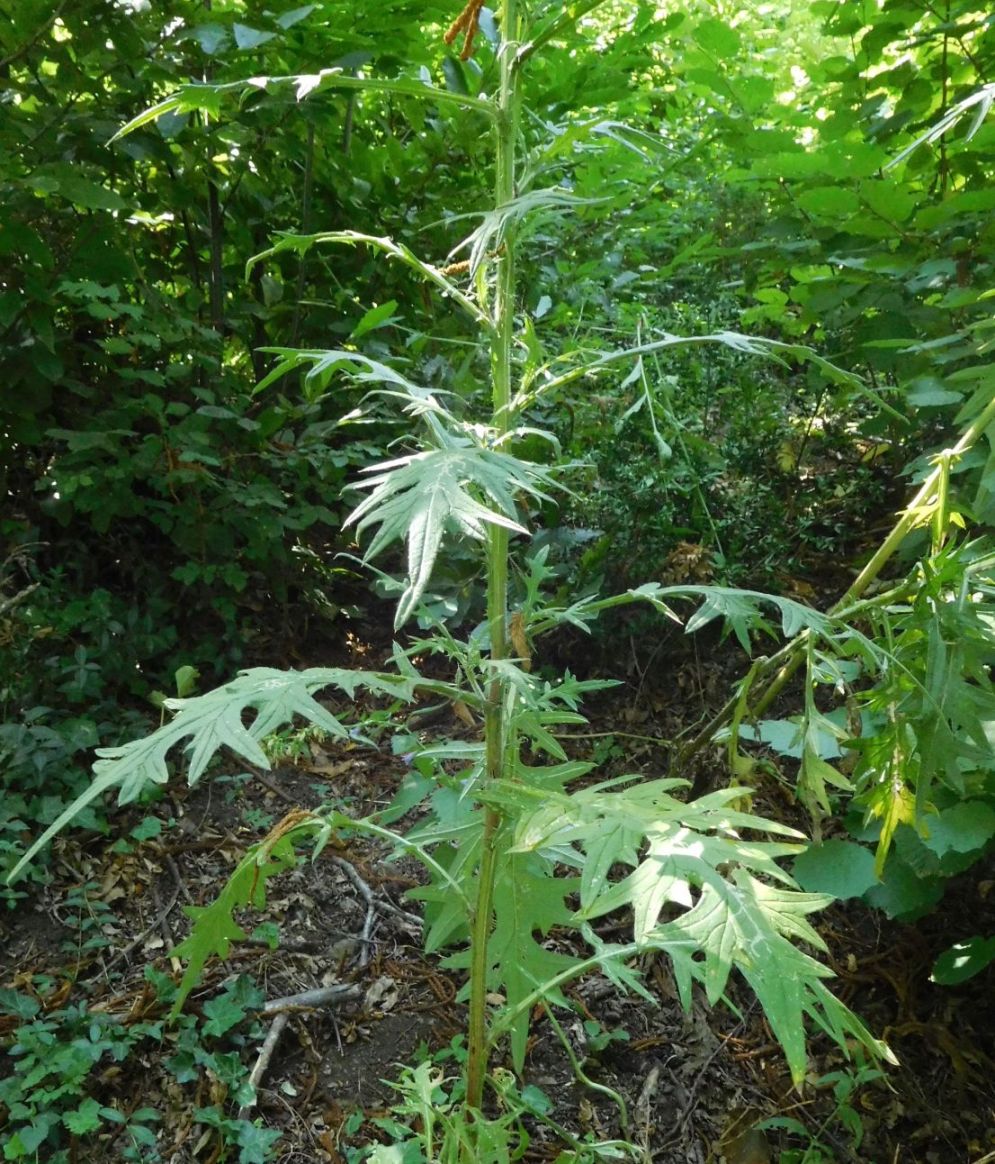 Cirsium vulgare