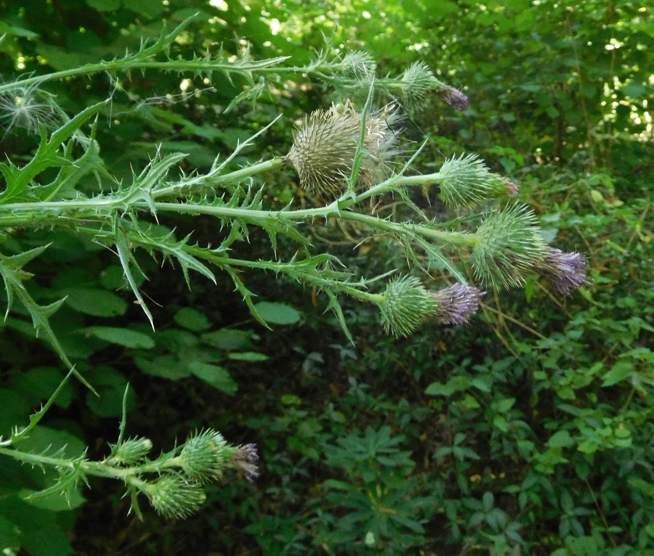 Cirsium vulgare